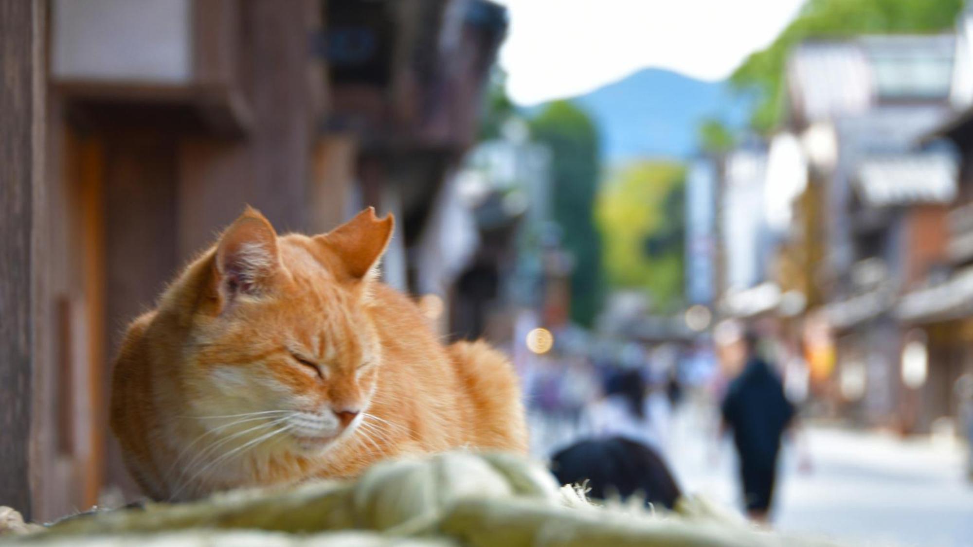 Toyoko Inn Tsu Eki Nishi Guchi Dış mekan fotoğraf